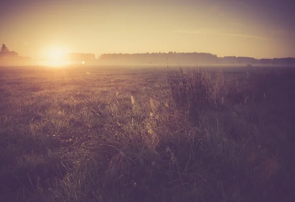 Винтажное фото утреннего туманного луга летом. Сельский пейзаж — стоковое фото
