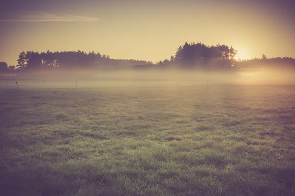 Vintage foto van ochtend mistige weide in de zomer. Rurale landschap — Stockfoto