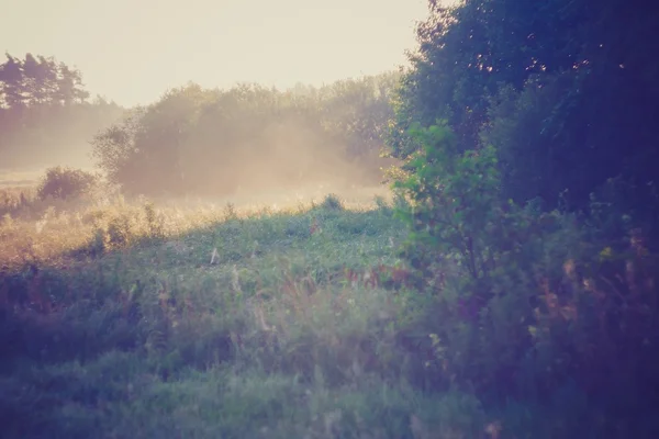 Vintage foto av morgonen dimmigt ängen på sommaren. Landsbygdens landskap — Stockfoto