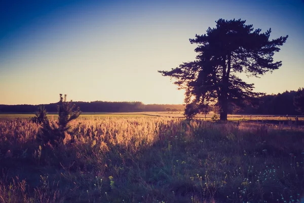 Jahrgangsfoto der morgendlichen nebligen Wiese im Sommer. Ländliche Landschaft — Stockfoto