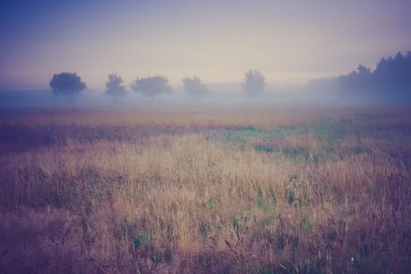 Foto vintage del prado nebuloso de la mañana en verano. Paisaje rural — Foto de Stock