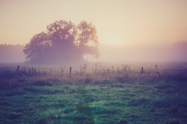 在夏天早晨有雾草甸的旧照片。乡村景观 — 图库照片