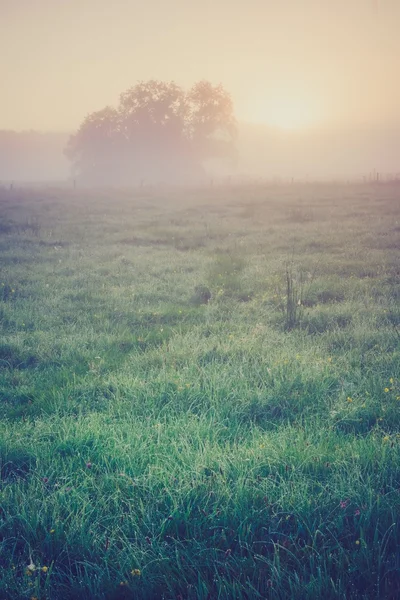 Vintage photo of morning foggy meadow in summer. Rural landscape — Stock Photo, Image