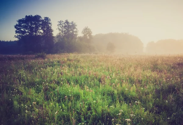 Vintage photo of morning foggy meadow in summer. Rural landscape — Stock Photo, Image