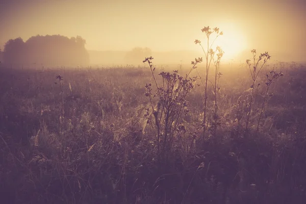 Vintage foto van ochtend mistige weide in de zomer. Rurale landschap — Stockfoto