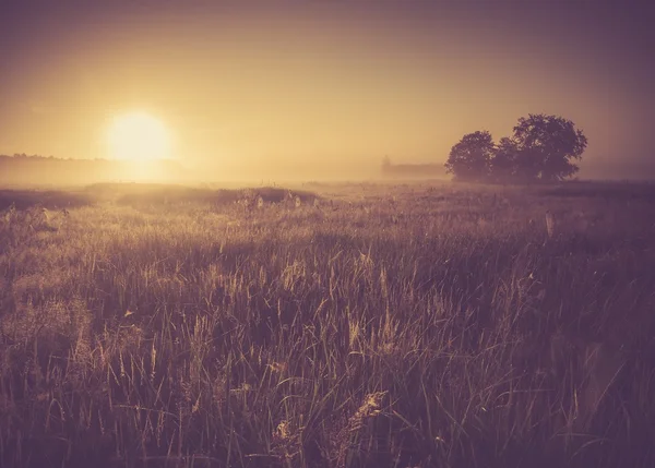 Vintage photo of morning foggy meadow in summer. Rural landscape — Stock Photo, Image