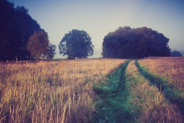 Vintage foto van ochtend mistige weide in de zomer. Rurale landschap — Stockfoto