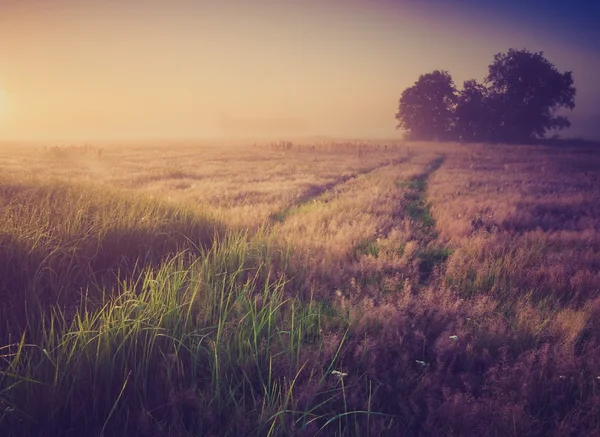 Vintage foto van ochtend mistige weide in de zomer. Rurale landschap — Stockfoto