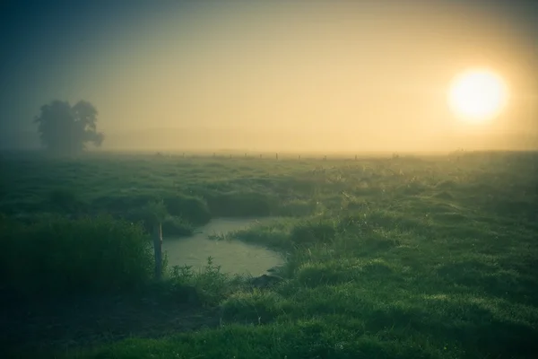 Foto vintage del prado nebuloso de la mañana en verano. Paisaje rural — Foto de Stock