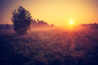 Vintage photo of morning foggy meadow in summer. Rural landscape clipart