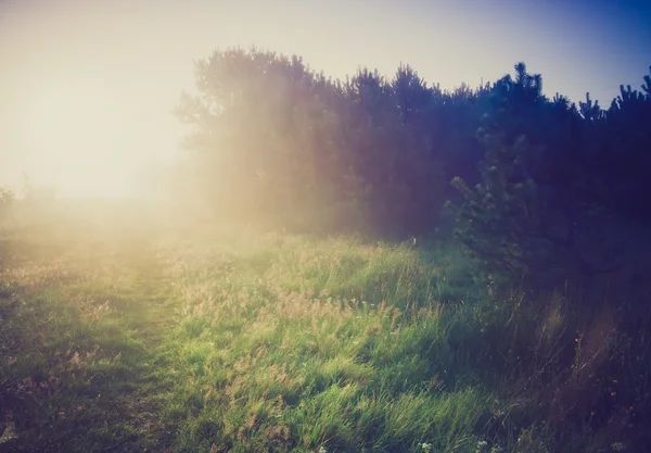 在夏天早晨有雾草甸的旧照片。乡村景观 — 图库照片