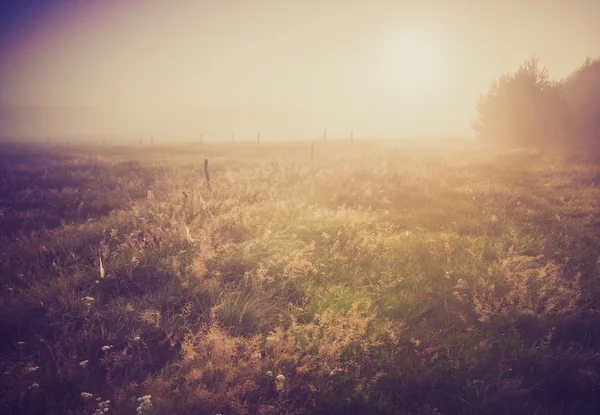 Vintage photo of morning foggy meadow in summer. Rural landscape