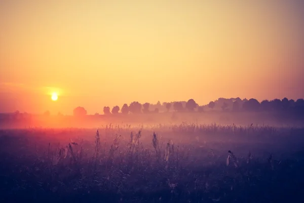 Vintage foto van ochtend mistige weide in de zomer. Rurale landschap — Stockfoto