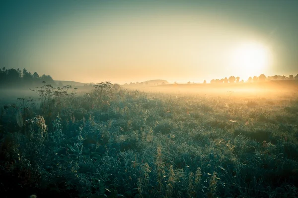 Foto vintage do prado nebuloso da manhã no verão. Paisagem rural — Fotografia de Stock