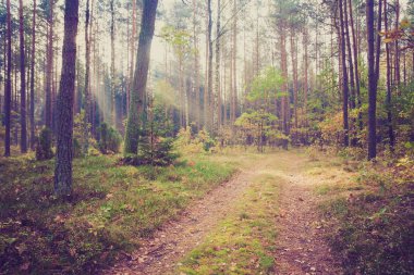 Orman manzara Vintage Fotoğraf