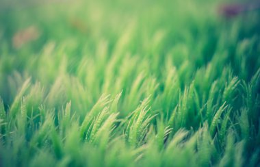 Yosun Vintage Fotoğraf yakın çekim