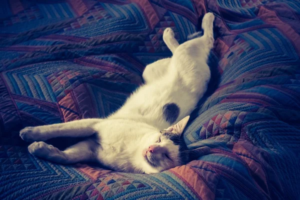 Vintage photo of cat lying on bed — Stock Photo, Image