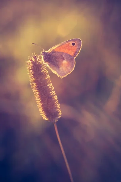 Vintage photo of butterfly — Stock Photo, Image