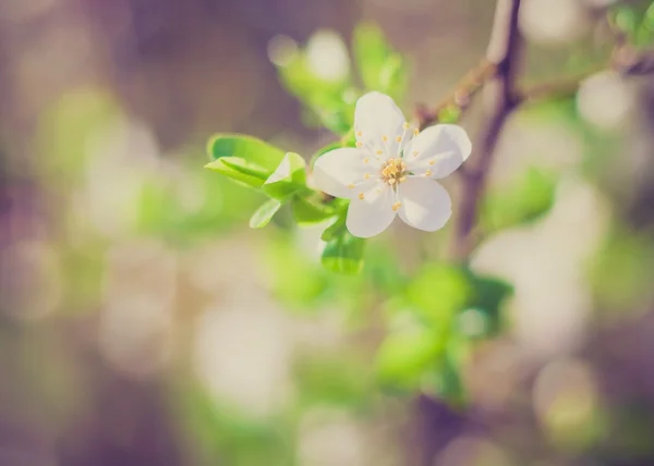 Foto vintage de flores de cerezo — Foto de Stock