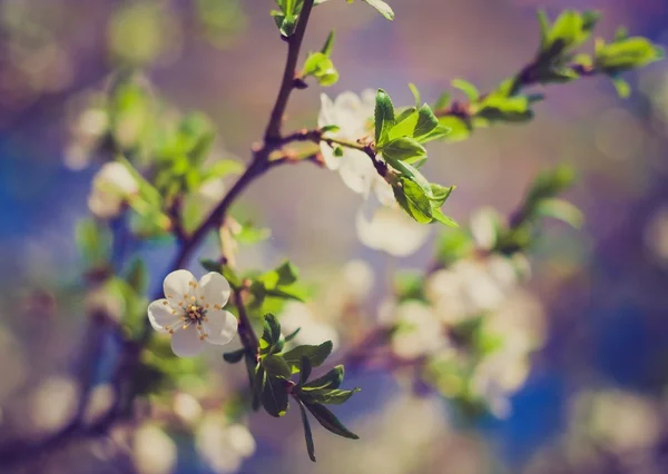 Foto vintage de flores de cereja — Fotografia de Stock