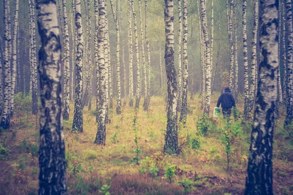 Foto vintage della foresta di betulle — Foto Stock