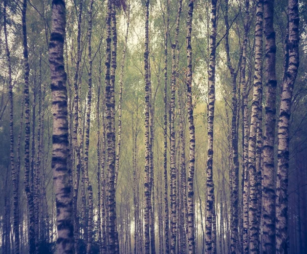 Vintage photo of birch forest — Stock Photo, Image