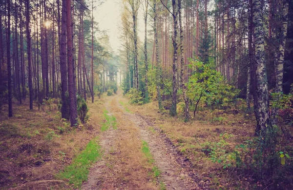 숲 풍경의 빈티지 사진 — 스톡 사진