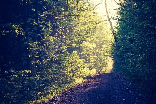 Vintage photo of forest landscape — Stock Photo, Image