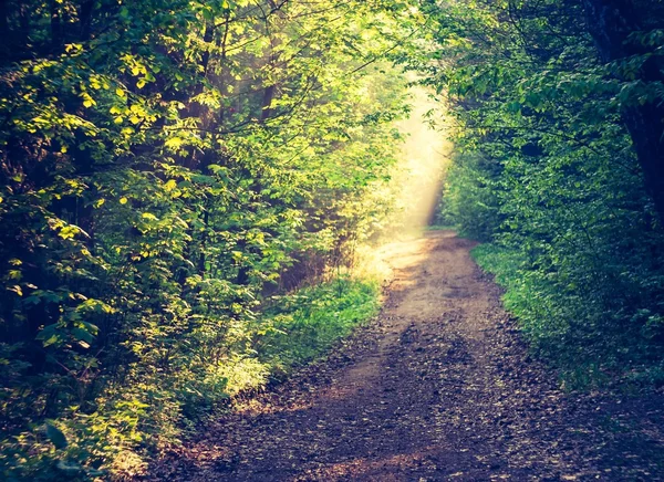 Foto vintage da paisagem florestal — Fotografia de Stock