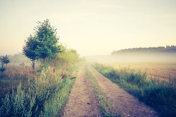 Archiwalne zdjęcie mglisty łąka — Zdjęcie stockowe