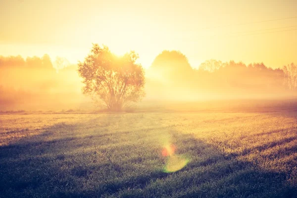 Vintage photo of foggy meadow — Stock Photo, Image