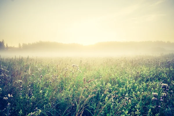 Vintage photo of foggy meadow — Stock Photo, Image