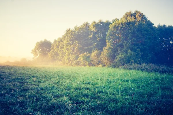 Vintage photo of foggy meadow — Stock Photo, Image