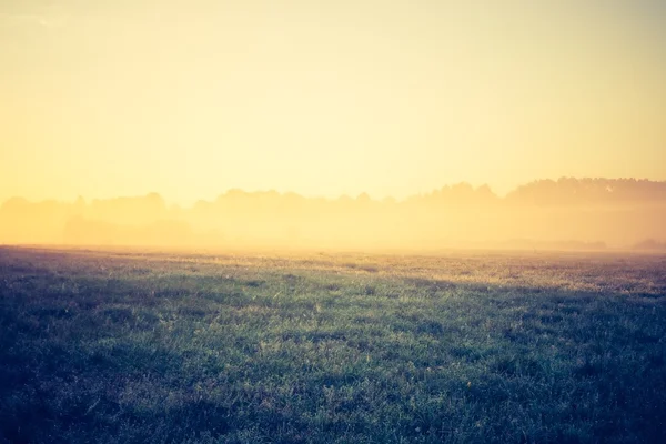 Jahrgangsfoto von nebliger Wiese — Stockfoto