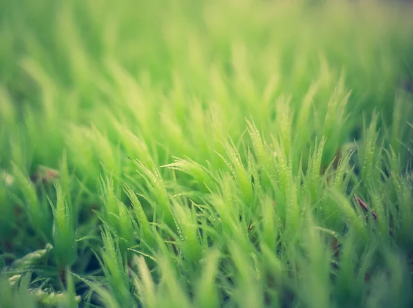 Vintage photo of moss close up — Stock Photo, Image