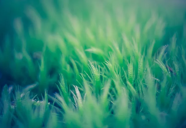 Vintage photo of moss close up — Stock Photo, Image