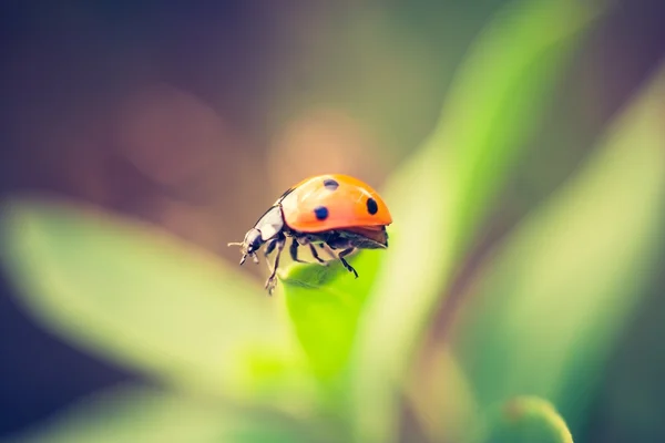 Vintage foto di coccinella — Foto Stock