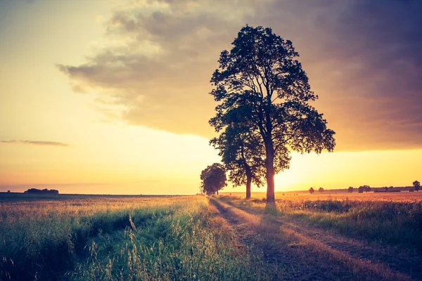 Archiwalne zdjęcie zachodu słońca przez drzewa — Zdjęcie stockowe