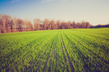 Yeşil Mısır gevreği alanının Vintage Fotoğraf