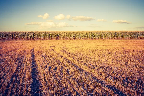 Foto vintage del campo de maíz — Foto de Stock