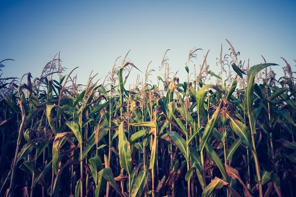 Foto vintage del campo de maíz — Foto de Stock