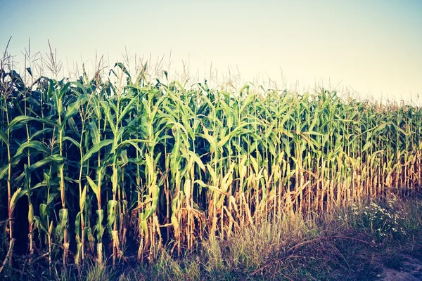 Foto vintage del campo de maíz — Foto de Stock