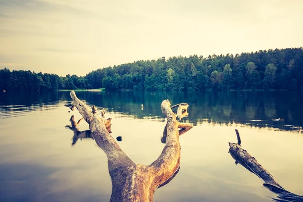 Vintage göl günbatımı ile eski ölü ağaç gövdesi — Stok fotoğraf