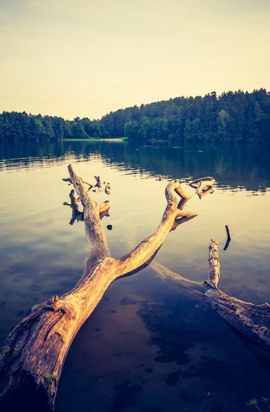 Vintage sjö solnedgång med gamla död trädstam — Stockfoto