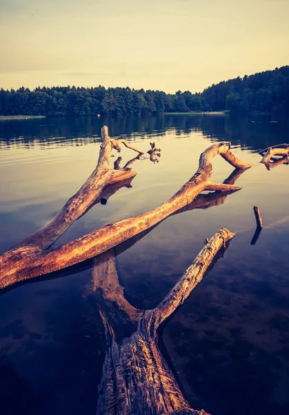 Vintage lago por do sol com velho tronco de árvore morta — Fotografia de Stock