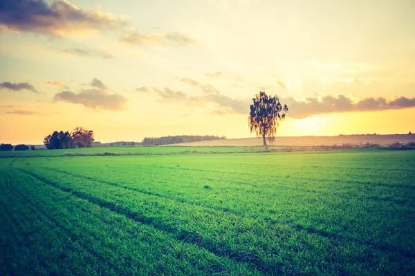 Винтажное фото зеленого зернового поля — стоковое фото