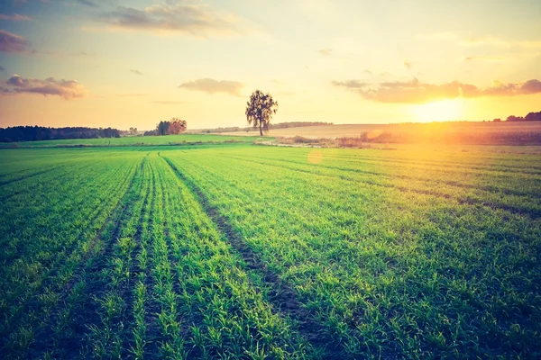 緑の穀物のフィールドのビンテージ写真 — ストック写真