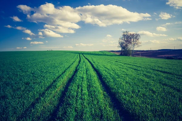 Vintage photo of green cereal field — Stock Photo, Image