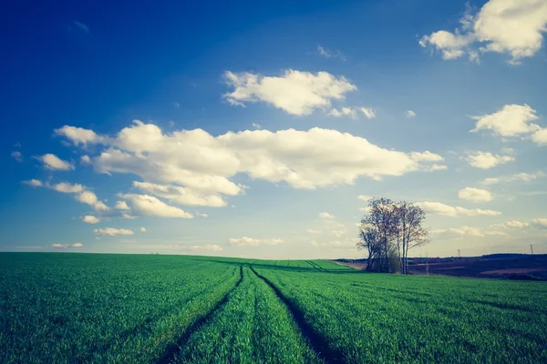 緑の穀物のフィールドのビンテージ写真 — ストック写真