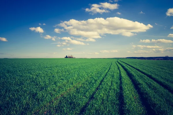 Vintage photo of green cereal field — Stock Photo, Image